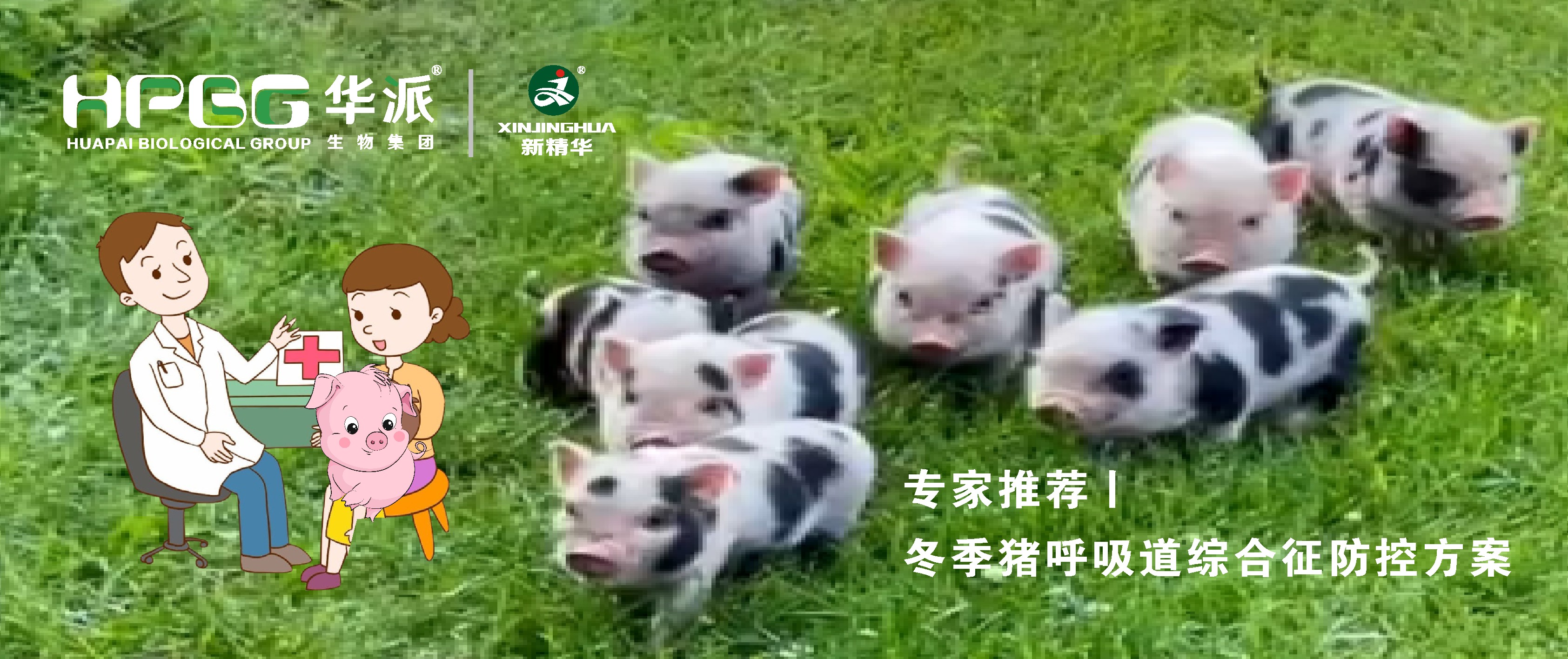 视频丨冬季猪呼吸道综合征防控计划，，，，，，，，请收好……